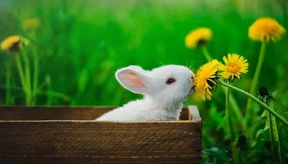 九游网页版：把游戏世界搬进你的指尖